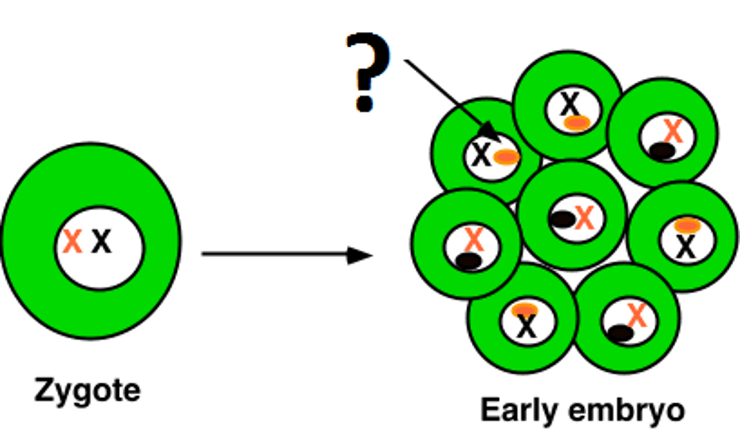 <p>an inactivated X chromosome that is condensed and sticks to nuclear envelope</p>