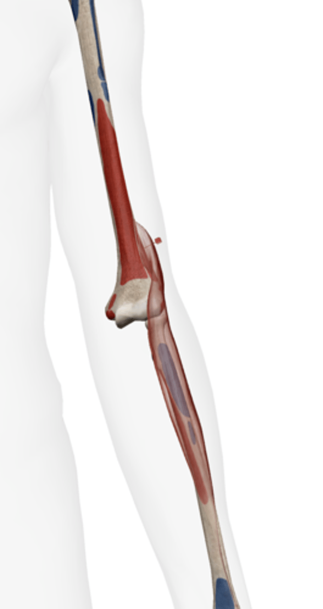 <p>Lateral edge of the humerus above the lateral epicondyle.</p>