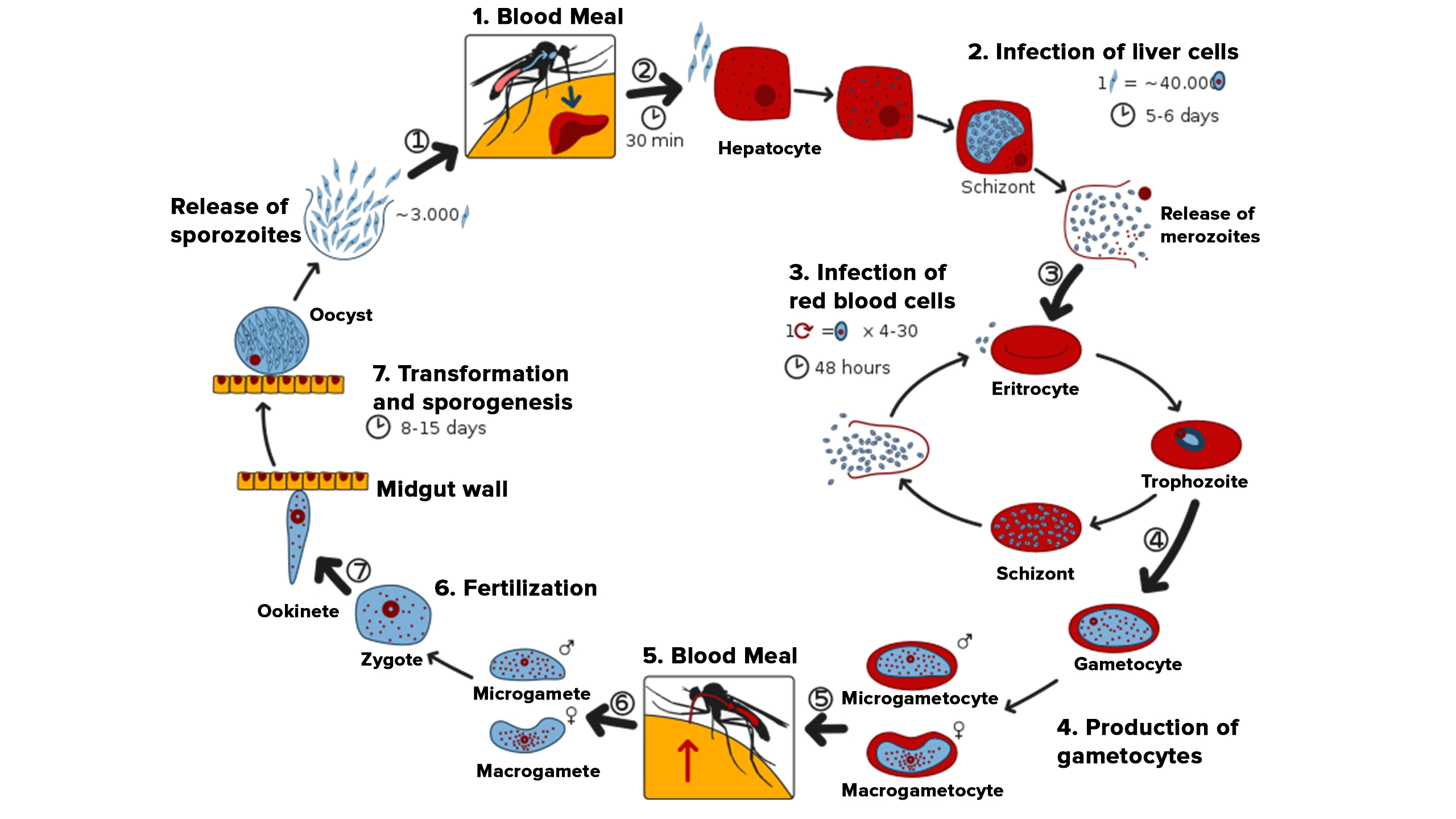 <ol><li><p>The definitive host, <strong>Female</strong> anopheles mosquito injects sporozoites (localised in their salivary glands) into the bloodstream of the intermediate host human</p></li><li><p>The invasive form, Sporozoites travel to the liver within minutes</p></li></ol><p></p><p><strong>Liver Stage</strong></p><ol><li><p>The sporozoites invade hepatocytes</p></li><li><p>Schizonts form —&gt; divide and release merozoites</p></li><li><p><strong>P. vivax &amp; P. ovale ONLY</strong>: Some sporozoites become <strong>hypnozoites</strong>, which can stay dormant in the liver and reactivate later, causing <strong>relapses</strong>.</p></li></ol><p></p><p><strong>Blood Stage</strong></p><ol><li><p>The merozoites (pathogenic form) invade RBCs and become Ring Form trophozoite</p></li><li><p><strong>Ring Form → Amoeboid Form → Mature Trophozoite</strong>.</p></li><li><p><strong>Mature Schizonts</strong> develop, <strong>burst</strong> RBCs, releasing <strong>more merozoites</strong> → infect new RBCs.</p></li><li><p>This cycle repeats every <strong>48 hours</strong>, causing <strong>fever spikes</strong> (tertian malaria).</p></li></ol><p></p><p><strong>Sexual stage</strong></p><ol><li><p>Some merozoites turn into <strong>gametocytes</strong> (male: microgametocytes, female: macrogametocytes).</p></li><li><p>These do <strong>not cause symptoms</strong> but wait for a mosquito to <strong>ingest them</strong>.</p></li></ol><p></p><p><strong>Mosquito Stage (Sporogony)</strong></p><ul><li><p><strong>Mosquito takes a blood meal</strong>, ingesting <strong>gametocytes</strong>.</p></li><li><p>Male <strong>microgametocyte produces 8 flagellated microgametes</strong>.</p></li><li><p>Female <strong>macrogamete fuses with a microgamete</strong> → <strong>zygote</strong>.</p></li><li><p>Zygote <strong>elongates</strong> into a motile <strong>ookinete</strong>, which <strong>penetrates the mosquito’s stomach wall</strong>.</p></li><li><p><strong>Oocyst forms</strong> and undergoes <strong>division</strong>, releasing <strong>sporozoites</strong>.</p></li><li><p><strong>Sporozoites migrate to the mosquito’s salivary glands</strong> → ready to infect a new human host.</p></li></ul><p></p><p><strong>Definitive Host:</strong> <strong>Mosquito</strong> (where sexual reproduction occurs).</p><p><strong>Intermediate Host:</strong> <strong>Human</strong> (where asexual reproduction occurs).</p><p><strong>Disease:</strong> <strong>Tertian Malaria</strong> (fever every 48 hrs).</p><p><strong>Key Feature:</strong> <strong>Relapses</strong> due to <strong>hypnozoites in the liver</strong>.</p><p><strong>Destruction of erythrocytes</strong></p><p>• Releasing of cellular components</p><p>• Hemolysis – anemia, antigenic variation</p><p><strong>Lab. diagnosis </strong>• Different stages of parasite (trophozoites, schizonts, and</p><p>gametocytes) demonstrated in blood</p><p>• PCR</p><p>• ELISA</p><ul><li><p><strong>Symptoms:</strong></p><ul><li><p><strong>Cyclic fevers &amp; chills (tertian fever)</strong>.</p></li><li><p><strong>Anemia</strong> (due to RBC destruction).</p></li><li><p><strong>Splenomegaly (enlarged spleen)</strong>.</p><p></p><p><strong>Diagnosis:</strong> <strong>Blood smear (Ring Form, Schizonts, Enlarged RBCs with Schüffner’s Dots)</strong>.</p></li></ul></li><li><p><strong>Treatment:</strong></p><ul><li><p><strong>Chloroquine</strong> (for blood stages).</p></li><li><p><strong>Primaquine</strong> (for hypnozoites in liver, to prevent relapse).</p></li></ul></li></ul><p></p><p>2 types of merozoites, one affects liver one effects RBCs </p><p>Bradizotes = slow parasites </p><p>Tachizotes go to RBCs n interact w receptor on RBCs, first recognition occurs, erythrocytes engulf parasites (vaculoe inside). This is first stage of endo - Ex aka. ring trophozoite </p><p>The parasites then start to produce pseudopodia, </p>
