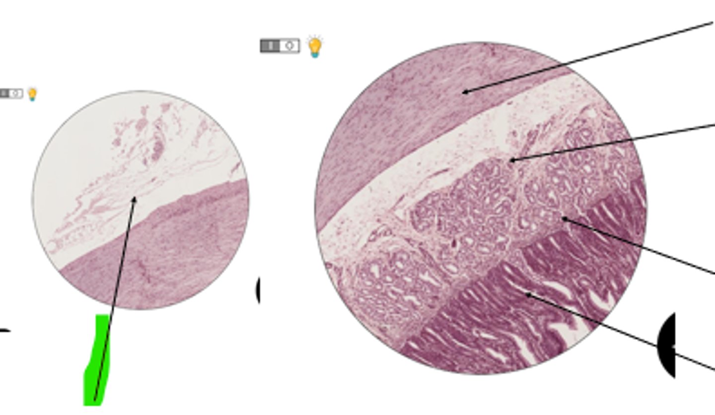 <p>name region and organ highlighted</p>