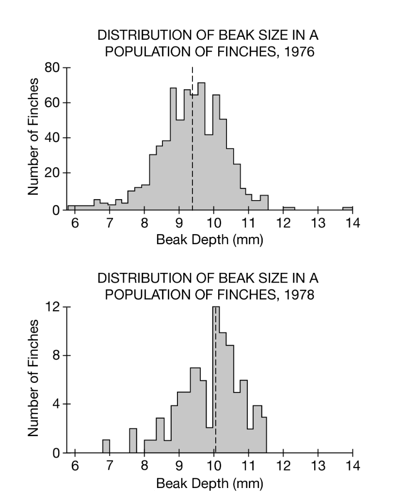 <p>The graphs above show the population size and distribution of beak sizes in a finch population on the island of Daphne Major in the Galapagos in 1976 and 1978. Smaller-beaked finches are better suited for eating grasses and small seeds. Larger-beaked finches are better suited for cracking larger seeds and nuts. In 1977 a drought took place and the vegetation of the island was affected by the lack of rain.</p><p class="stem_paragraph">Which of the following was the average beak size of finches on the island of Daphne Major in 1976?</p><p><strong>A</strong></p><p class="choice_paragraph">8.8 mm</p><p><strong>B</strong></p><p class="choice_paragraph">9.5 mm</p><p><strong>C</strong></p><p class="choice_paragraph">10.2 mm</p><p><strong>D</strong></p><p class="choice_paragraph">13.8 mm</p>