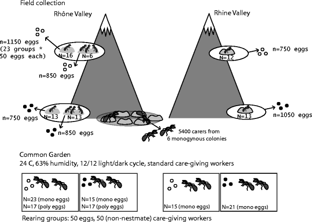 <p>controls for the effects  of phenotypic plastiicity and genotype-by environment interactions by: </p><ul><li><p>growing idnividuals from DIFFERENT populations in the SAME environment </p></li><li><p>After growth, the paramter is measure and genotyped </p></li><li><p>pedigree anaylsis takes place to study genetic basis of trait </p></li></ul><p></p>