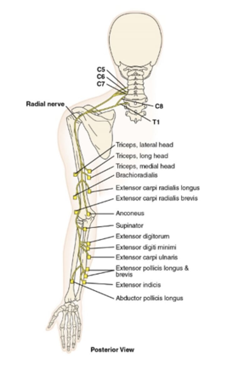 <ul><li><p>nerve that runs along the thumb side of the arm and the back of the hand</p></li><li><p>innervates the posterior muscles of the wrist</p></li></ul><p></p>