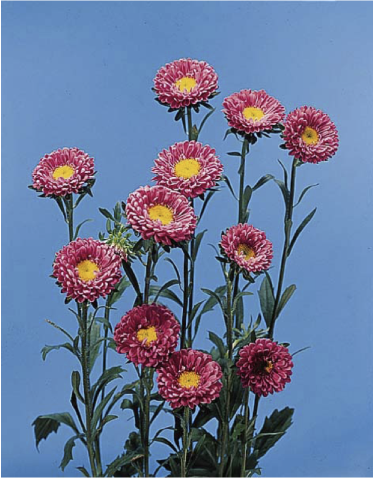 <p>What is the “form” of the following flower:</p>