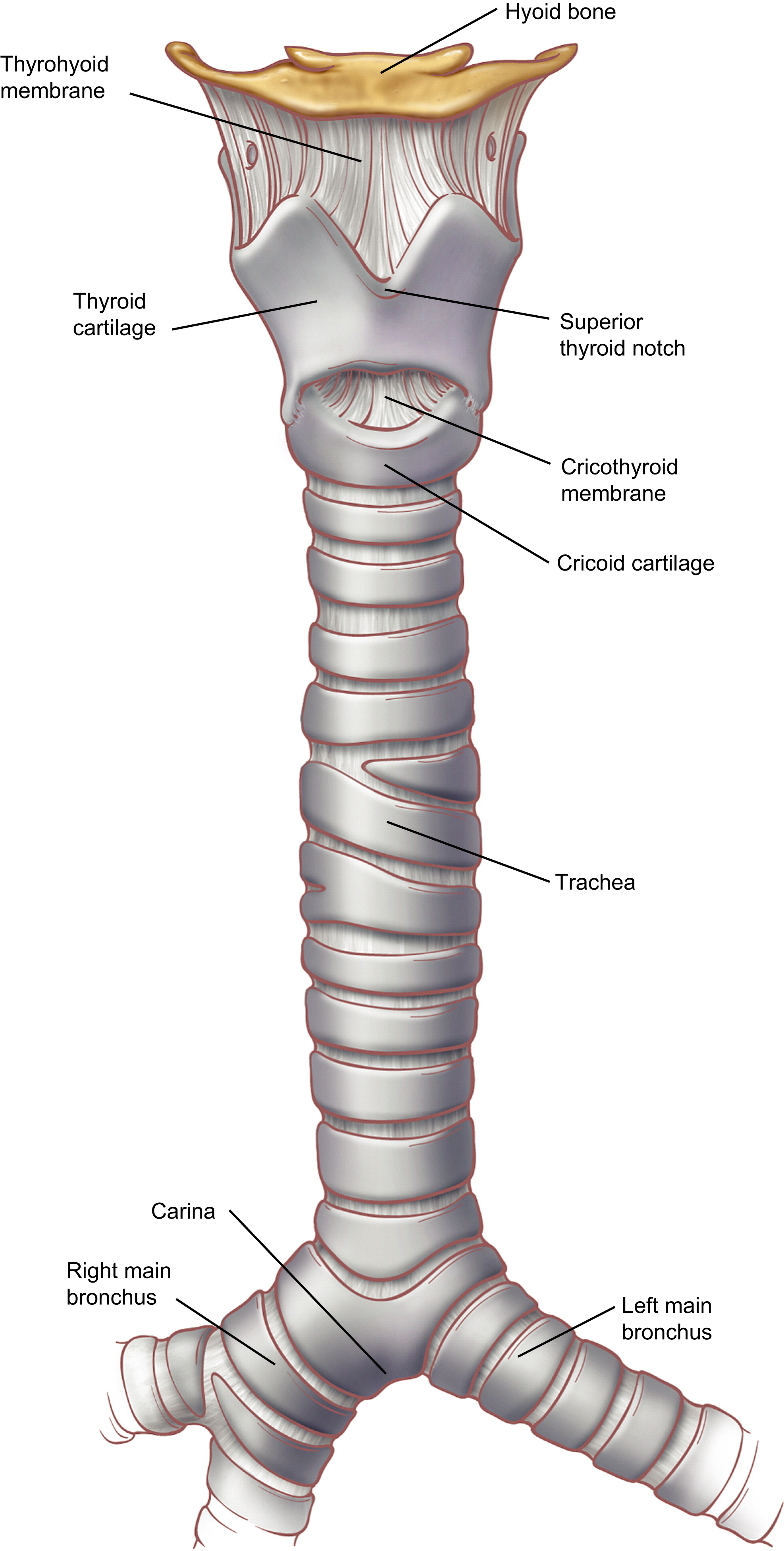 <p>trachea</p>