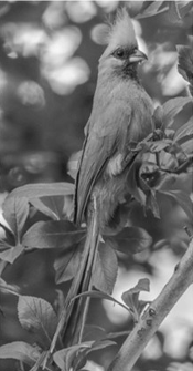 <p>Orden Coliiformes</p>