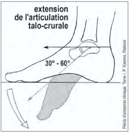 <p>L’extension de la cheville ou flexion plantaire de la cheville</p>