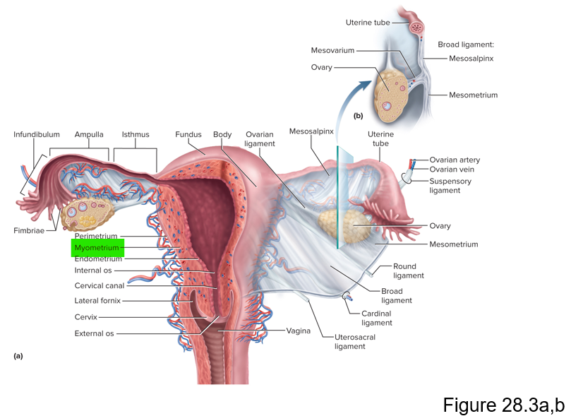 <p>Myometrium </p>