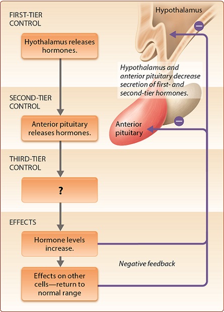 <p>Which of the following best belongs in the box with the question mark?</p><p>Thyroid gland</p><p>Pancreas</p><p>Posterior pituitary</p><p>Adrenal medulla</p>