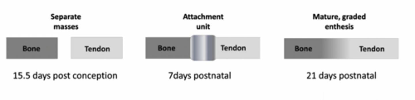<p>Bone and tendon initially develop as separate tissues in the embryo and a direct attachment forms after birth, with a mature graded enthesis developing postnatally in response to mechanical loading.</p><p>Mature enthesis not observed until 21 days postnatally.</p>