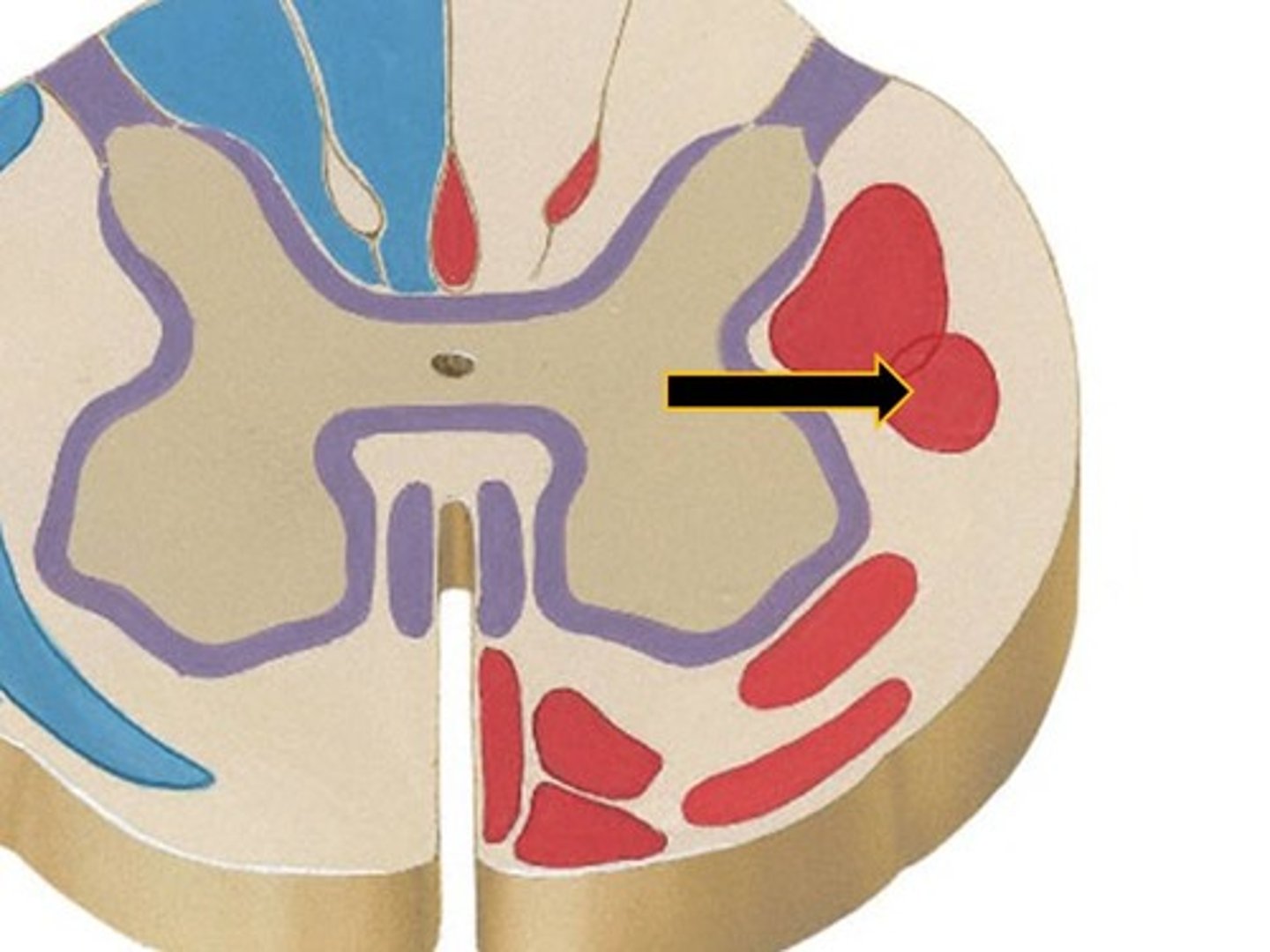 <p>Control flexor muscles.</p>