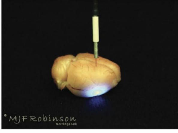 * use of molecules genetically inserted into specific neurons in the brain, which then allows neural function to be modified by light 
  * light can be used to turn living neurons on and off