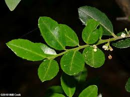 <p><span>Evergreen shrub with small, glossy, dark green leaves and black berries. Used for hedges and ornamental purposes.</span></p>