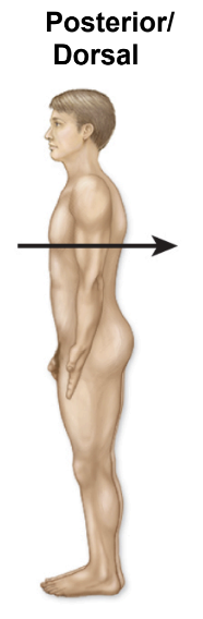 <p>dorsal — refering to the spine</p>