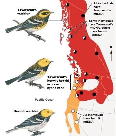 <ul><li><p>most hybrids form when Townsend Warbler <strong>males</strong>’ mate with Hermit Warbler <strong>females</strong></p></li><li><p>Townsend males invade Hermit territories, drive off Hermit males, and mate with Hermit females</p></li></ul><p></p>