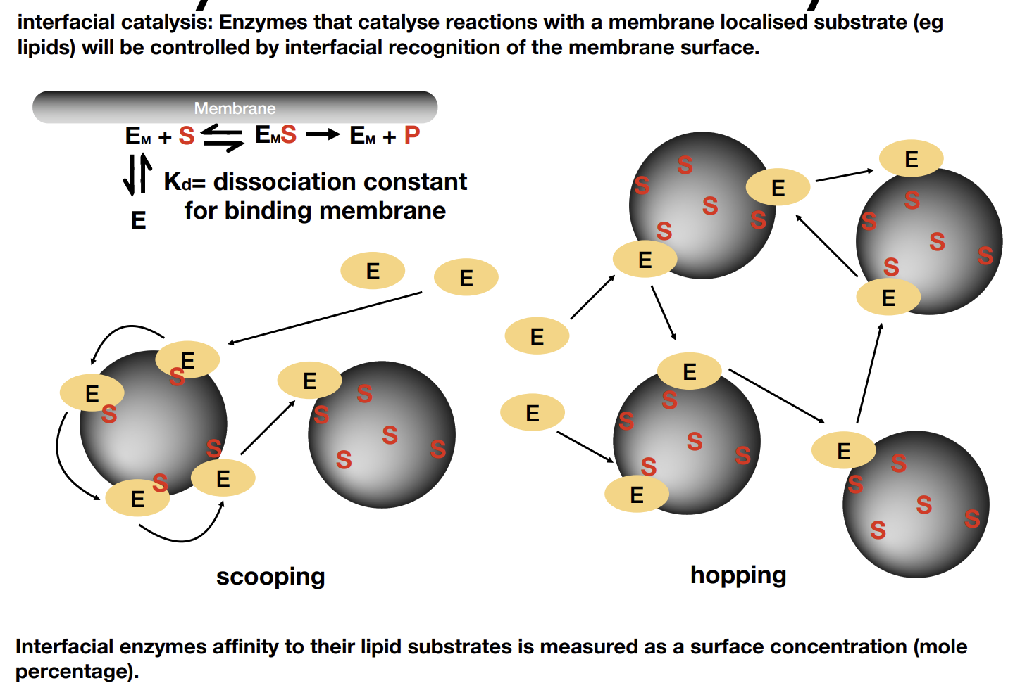 <p>Enzyme needs to be on the membrane to function. Scooping happens over hopping when the membrane affinity is low compared to that of the substrate</p>