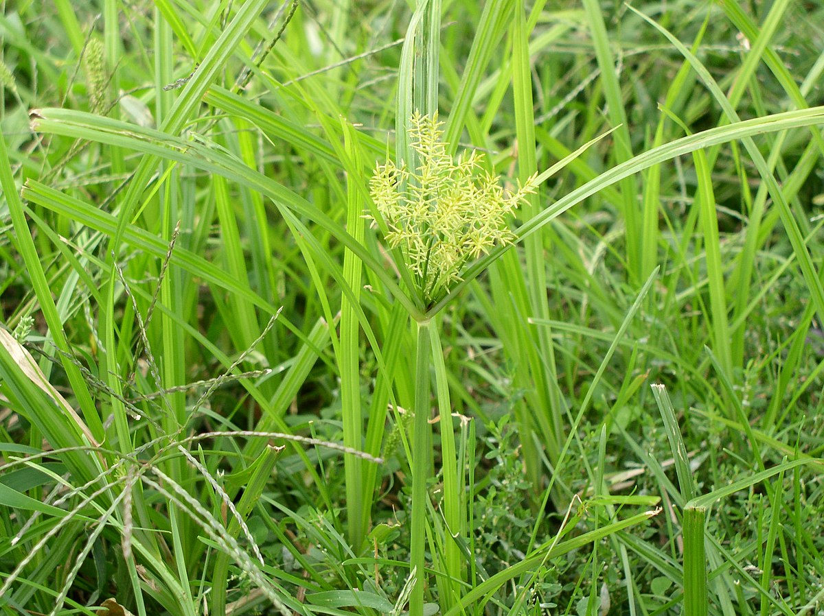 <p>Cyperus esculentus wildlife use</p>