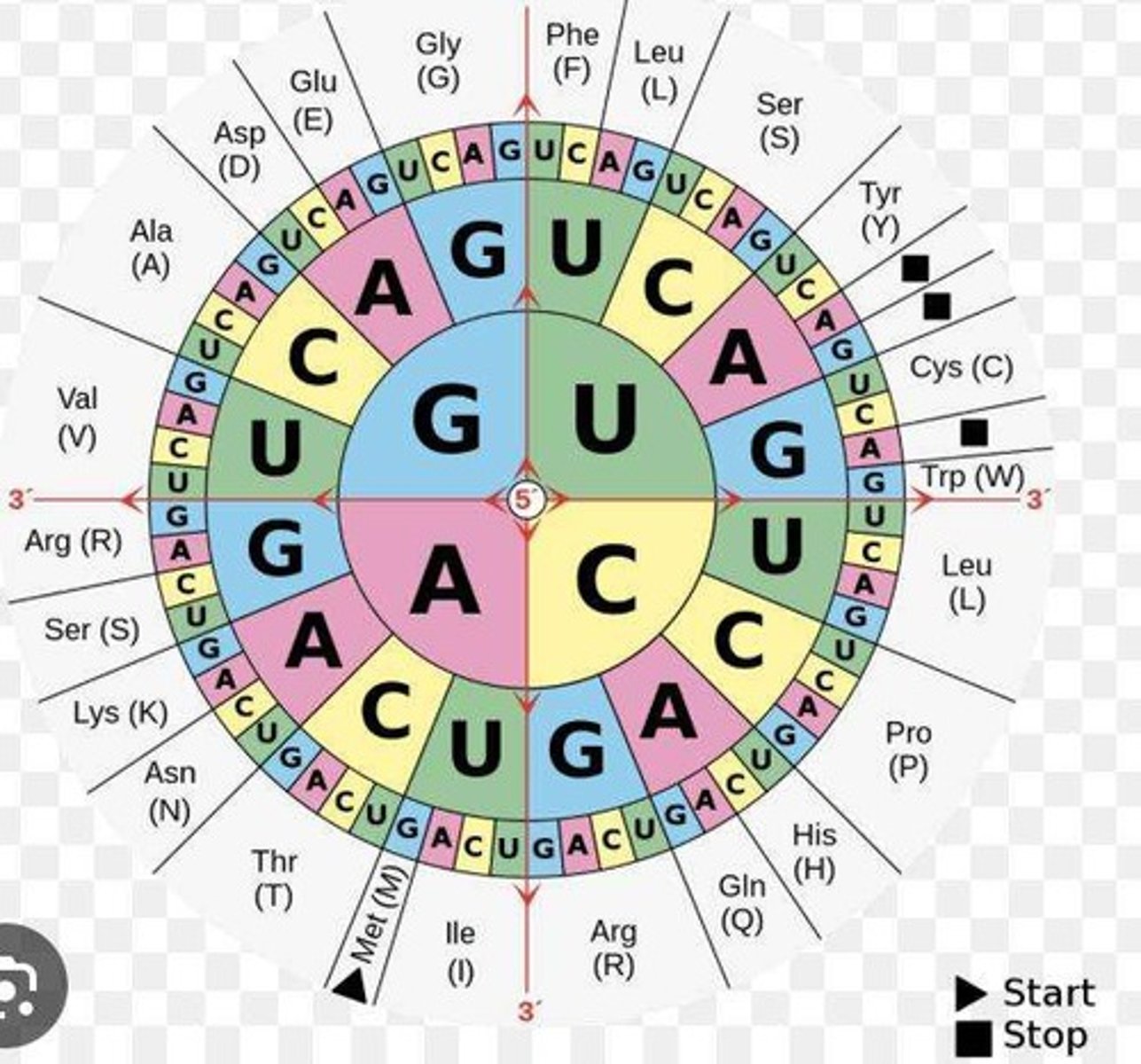<p>A tool used to convert between amino acid and nucleotide codons.</p>