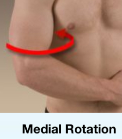 <p>Medial rotation</p>