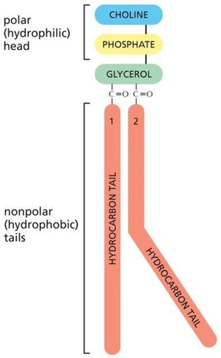 <p>most common phospholipid in cell membranes, one of 3 essential phospholipids (other two are phosphatidylserine and phosphatidylethanolamine)</p>