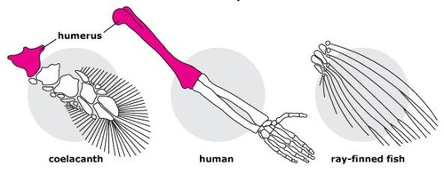 <p>A transitional fossil showing features between fish and tetrapods, such as robust pectoral fins.</p>