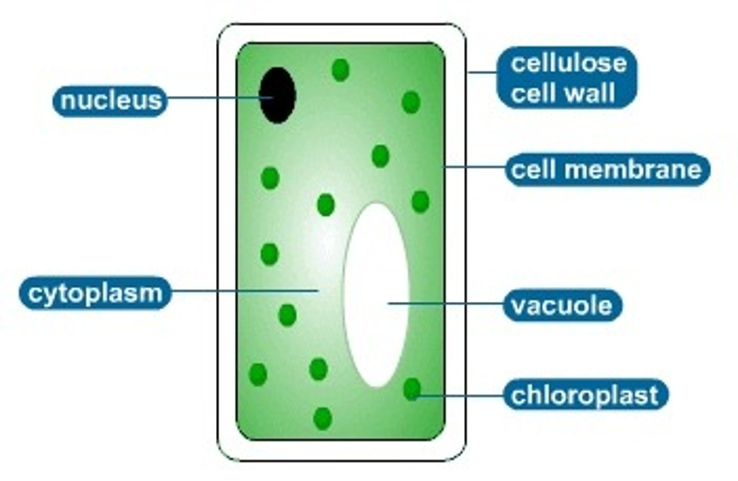 <p>Nucleus, cytoplasm, cell membrane, mitochondria, ribosomes, chloroplasts, cell wall, vacuole</p>