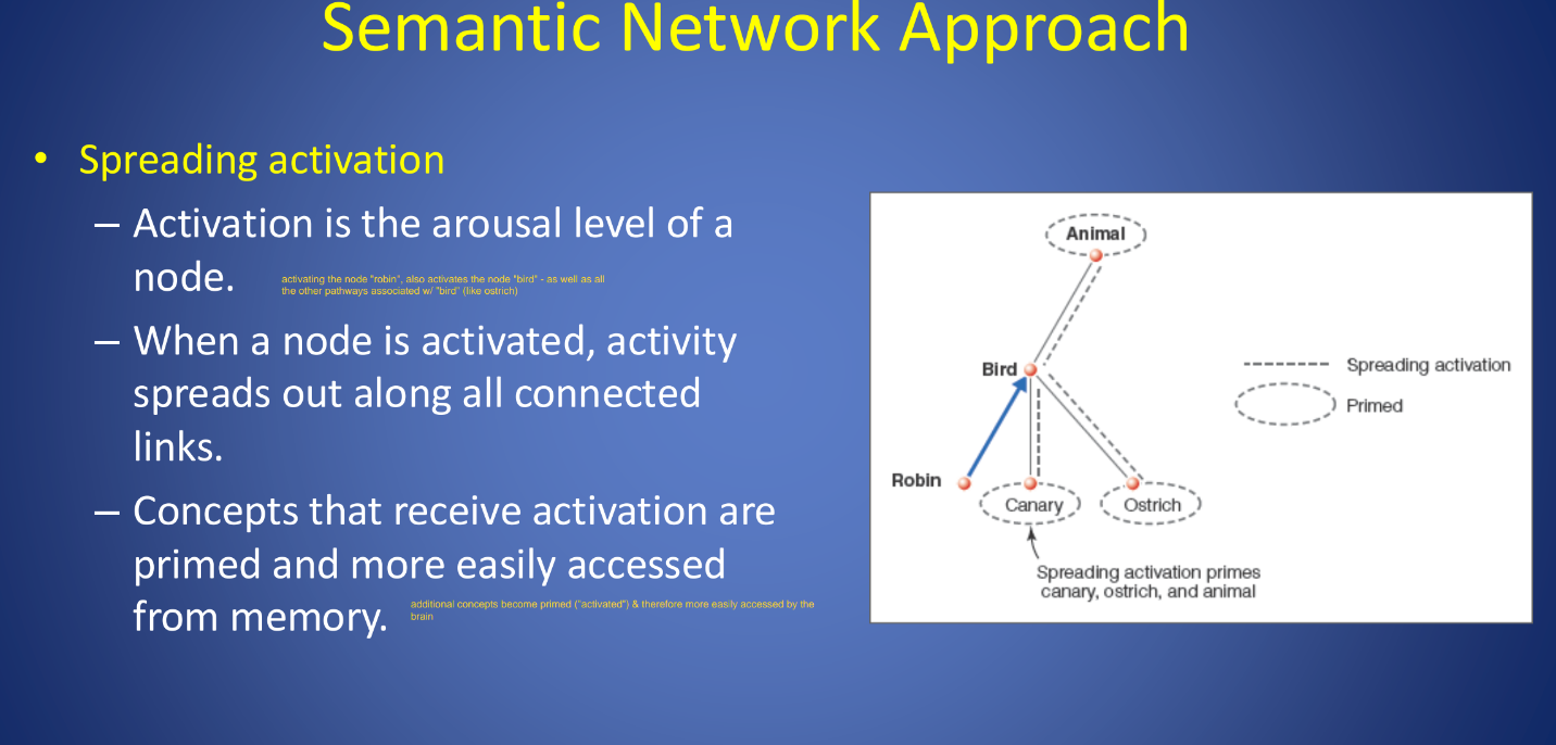<p>When asked to determine if 2 words are words or non-words, RT was faster when the two words were related, as retrieving one word from memory triggered a spread of activation to other nearby locations in a network.</p>