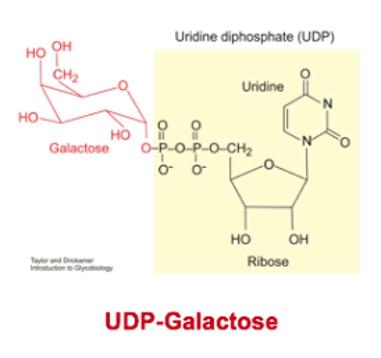 <p>glycosidic bond formation for GLYCOGEN</p><p>1) Glycosidic bond formation requires energy. UDP-sugars are used instead of free sugars to make the reaction favourable.</p><p>2)Two ATP molecules are consumed in the synthesis of one UDP-sugar molecule meaning it contains a lot of energy.</p>