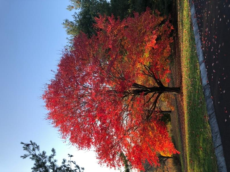 <p><em>Acer rubrum</em></p>