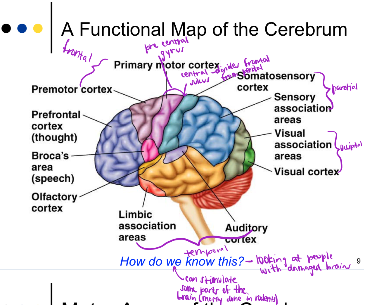 - major part of the brain 
- divided into 2 hemispheres
- connected via corpus callosum