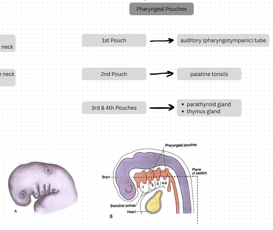 <ul><li><p>1st Pouch → auditory (pharyngotympanic tube)</p></li><li><p>2nd Pouch → palatine tonsils</p></li><li><p>3rd & 4th Pouches → parathyroid gland, thymus gland</p></li></ul><p></p>