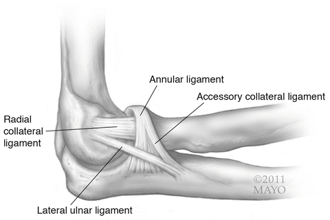 <p>Annular ligament.</p>