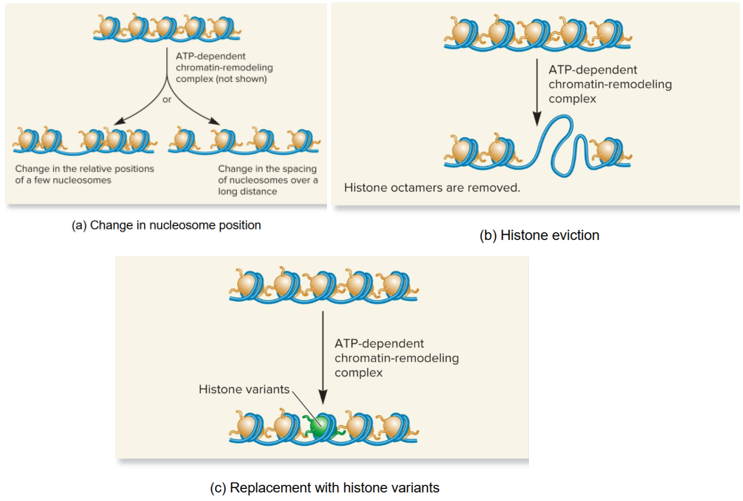 <p>change chromatin structure by</p><ul><li><p>Change in position of nucleosomes</p></li><li><p>Eviction of histone octamers</p></li><li><p>Change in composition of nucleosomes</p></li></ul><p></p>