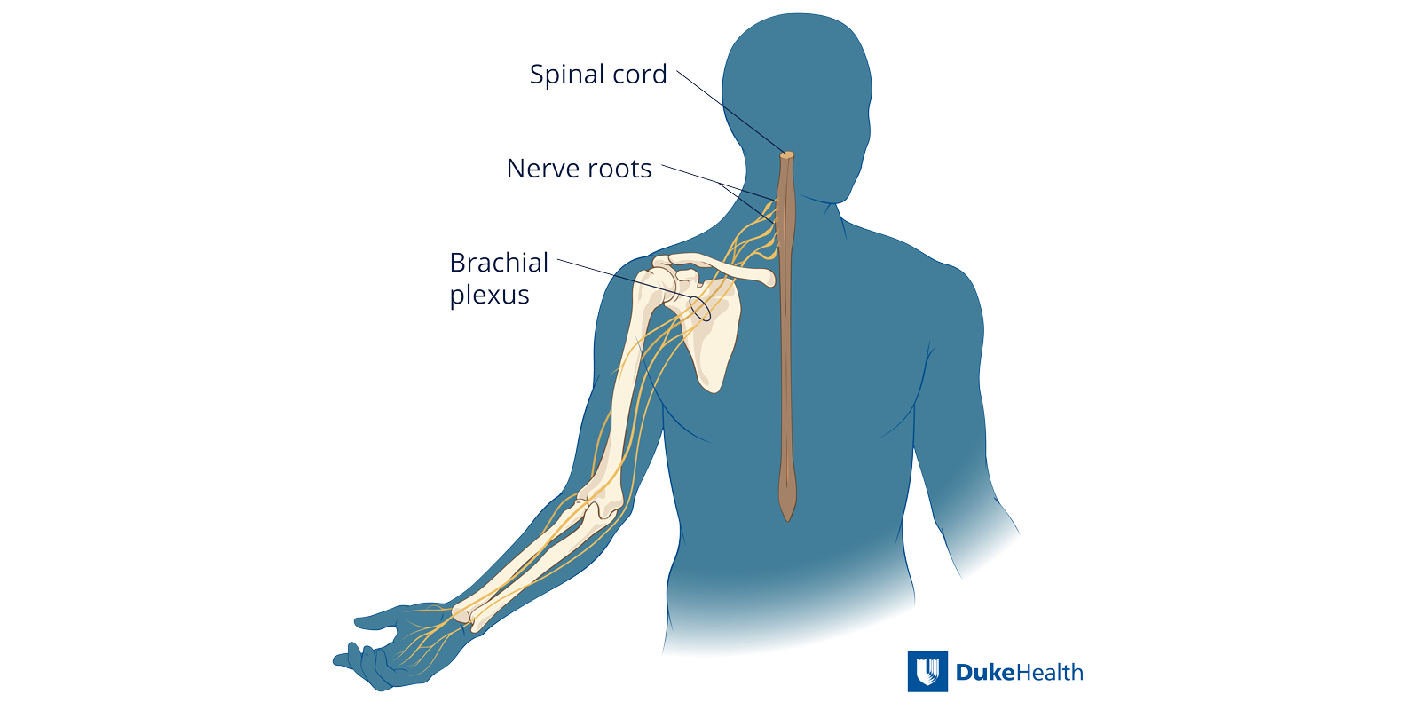 <p>Arm region.</p>