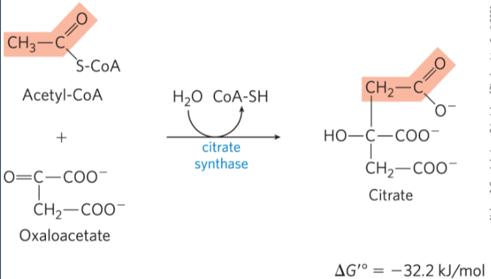 <p>Citrate synthase forms citrate by binding oxaloacetate to acetyl-CoA (going from C4 to a C6) (only orange parts came from glucose). Irreversible rxn</p>