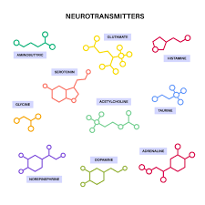 <p><strong>When reviewing the purpose/action of neurotransmitters as they interact with different receptors, the nursing instructor gives an example using acetylcholine. When acetylcholine is released at the sinoatrial node in the right atrium of the heart, it is</strong></p><p>A) positively charged.</p><p>B) inhibitory.</p><p>C) overstimulated.</p><p>D) dormant. </p>
