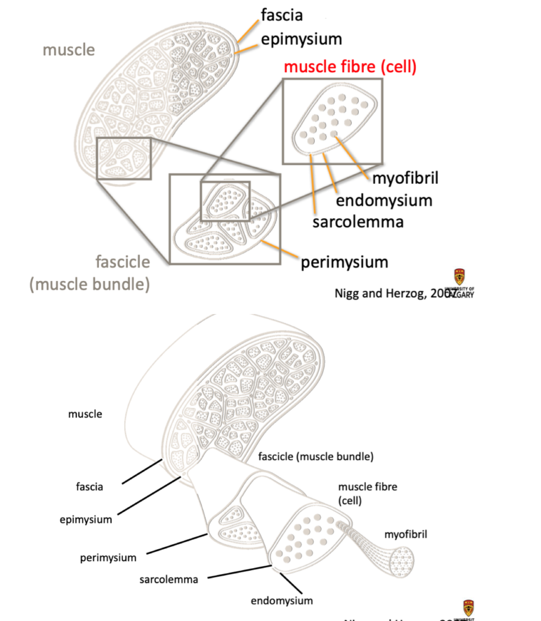 Muscle = 

Fascia
Epimysium
Perimysium
Sarcolemma
Endomysium
Myofibril