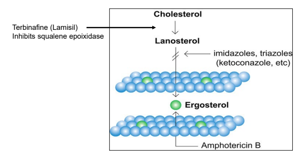 <p>inhibits squalene epoxidase (enzyme involved in ergosterol synthesis pathway)</p>