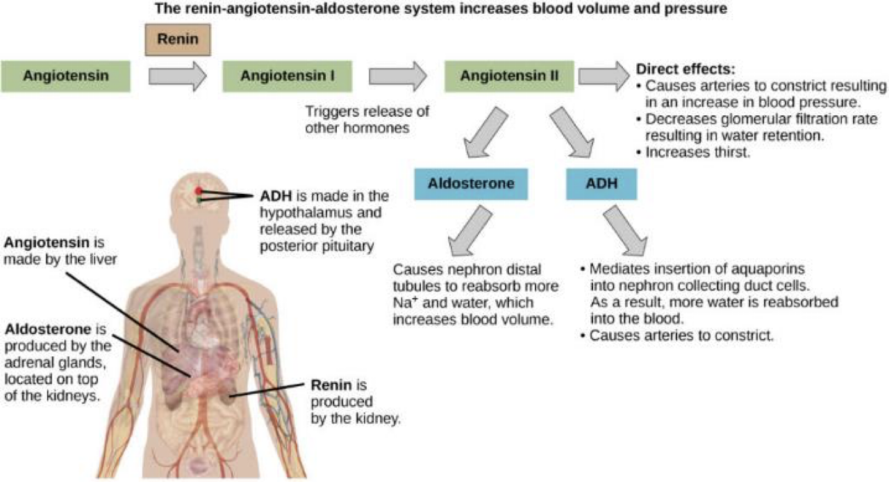 <p>maintains water balance</p><p>ADH(Antidiuretic hormone)</p><ul><li><p>regulates amounts of water excreted by kidney</p></li><li><p>released when water levels low in blood</p></li><li><p>made in Hypothalmus</p></li></ul>