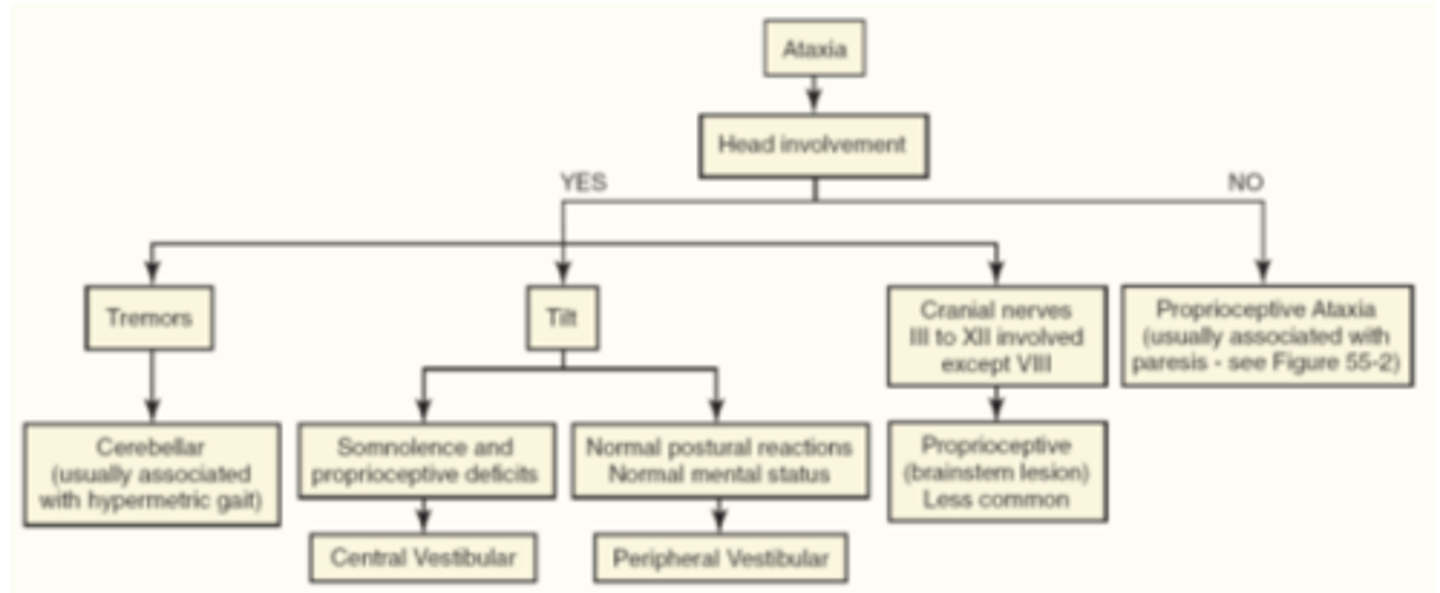 <p>- Whether or not there is head involvement</p><p>- If there is no head involvement -&gt; Proprioceptive ataxia (usually associated with paresis)</p>