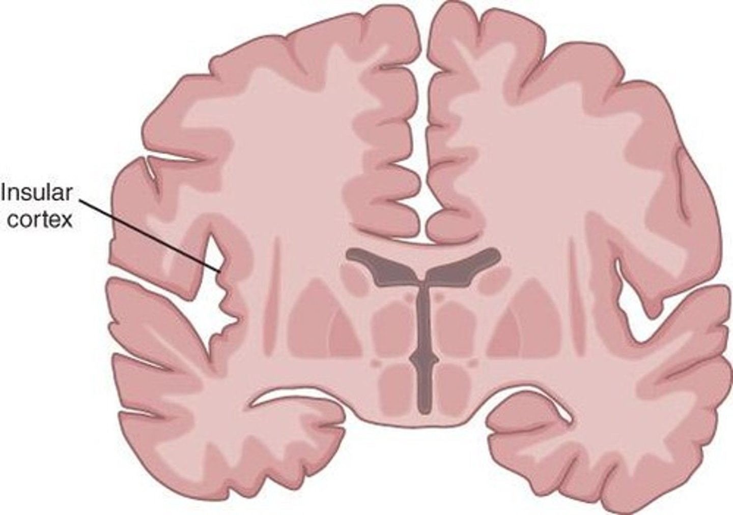 <p>Deep in lateral sulcus; role in language, lexical decision making, and possibly global aphasia</p>