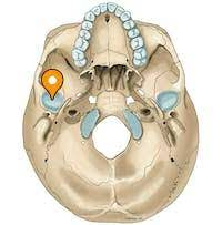 indentation on the underside of the mandible