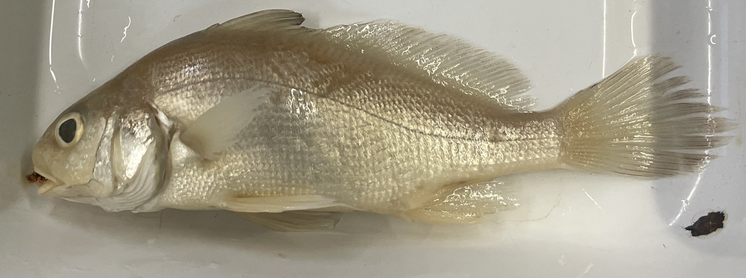 <p>Freshwater Drum</p>