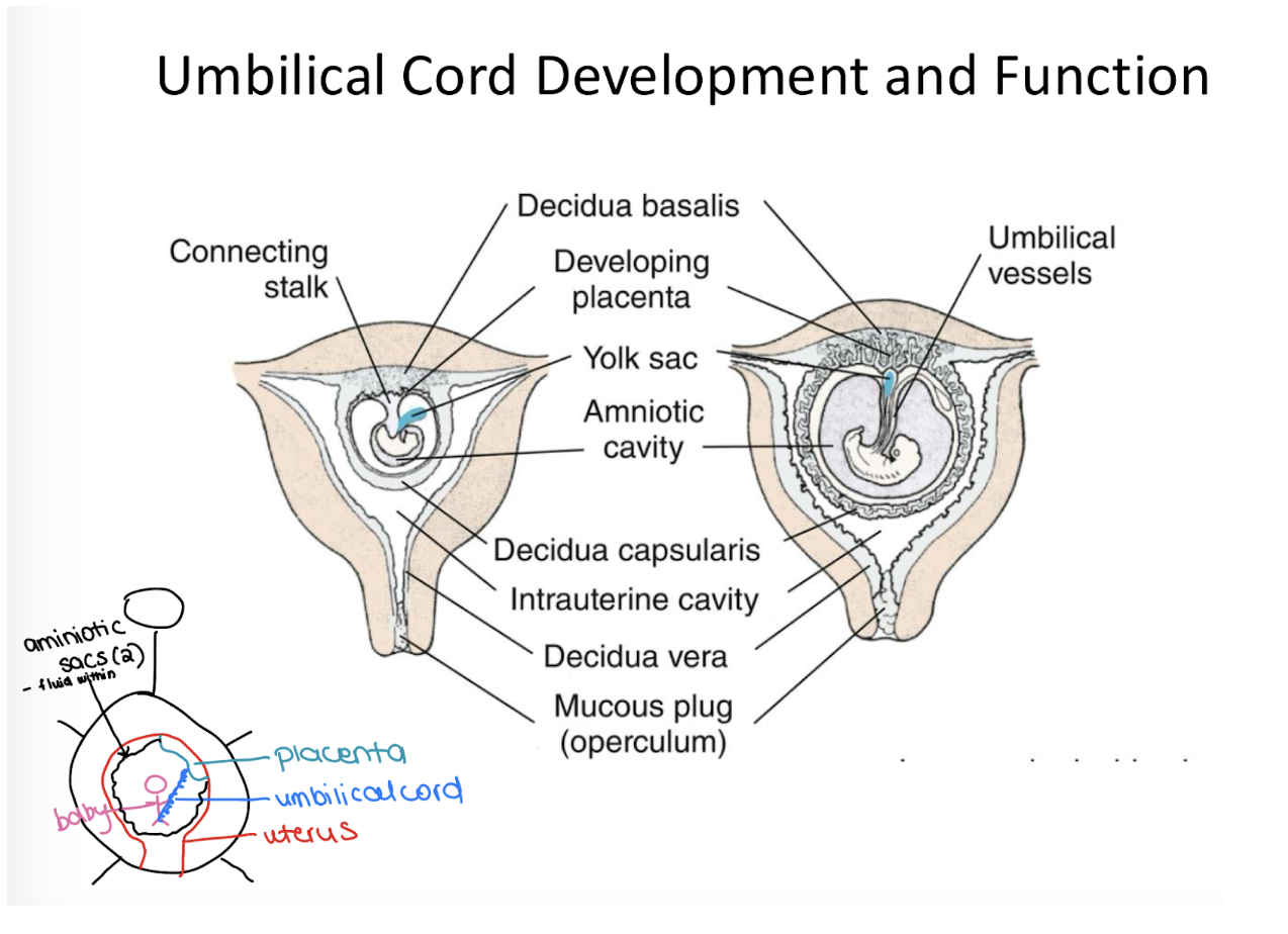 <p><span style="background-color: transparent; font-family: "Times New Roman", serif;"><em>Formation</em>:</span></p><ul><li><p><span style="background-color: transparent; font-family: "Times New Roman", serif;">Early pregnancy → connecting stalk links embryo to trophoblast.</span></p></li><li><p><span style="background-color: transparent; font-family: "Times New Roman", serif;">By week 5 → stalk pulled to ventral side → becomes umbilical cord.</span></p></li></ul><p></p><p></p>