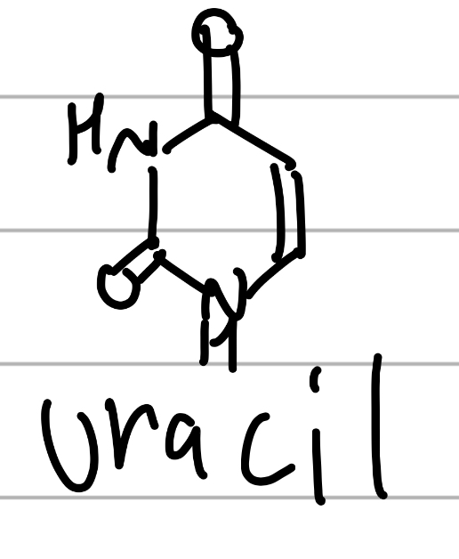 <p>ketone surrounded by NH, conjugated;</p><p>component of NAs</p>