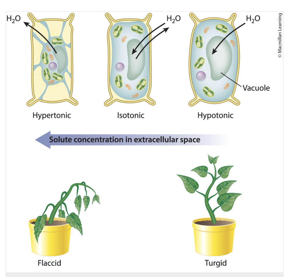 <ul><li><p><span>Cells contain high concentrations of solutes</span></p></li><li><p><span>when a plant cell is placed in a hypotonic solution, water enters the cell by osmosis until the turgor pressure created by the cell wall increases to a level to stop osmosis</span></p></li><li><p><span>Turgor pressure develops because the cell wall resists being stretched and pushes back on the interior of the cell → provides structural support</span></p><ul><li><p>High turgor pressure means that a plant cell is full of water and is firm, rigid, and turgid</p></li></ul></li><li><p><span>loss of water from vacuoles → triggers turgor pressure → cells no longer maintain shape within cell wall</span></p></li></ul><p></p>