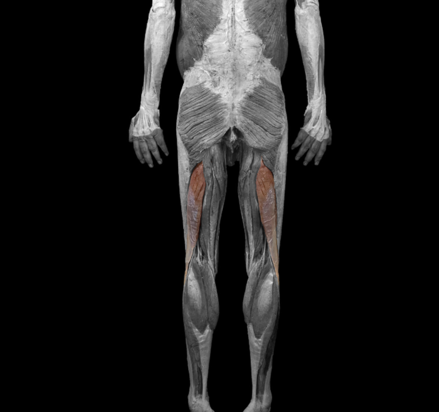 <p>origin: ischial tuberosity </p><p></p><p>insertion: head of fibula, lateral condyle of tibia </p><p></p><p>action: flex leg at knee, extend thigh at hip </p><p></p><p>innervation: tibial nerve, fibular nerve </p>