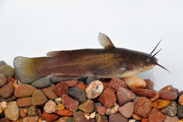 <p>Yellow Bullhead; white or yellow chin barbels, rounded tail, mottled olivaceous body.</p>