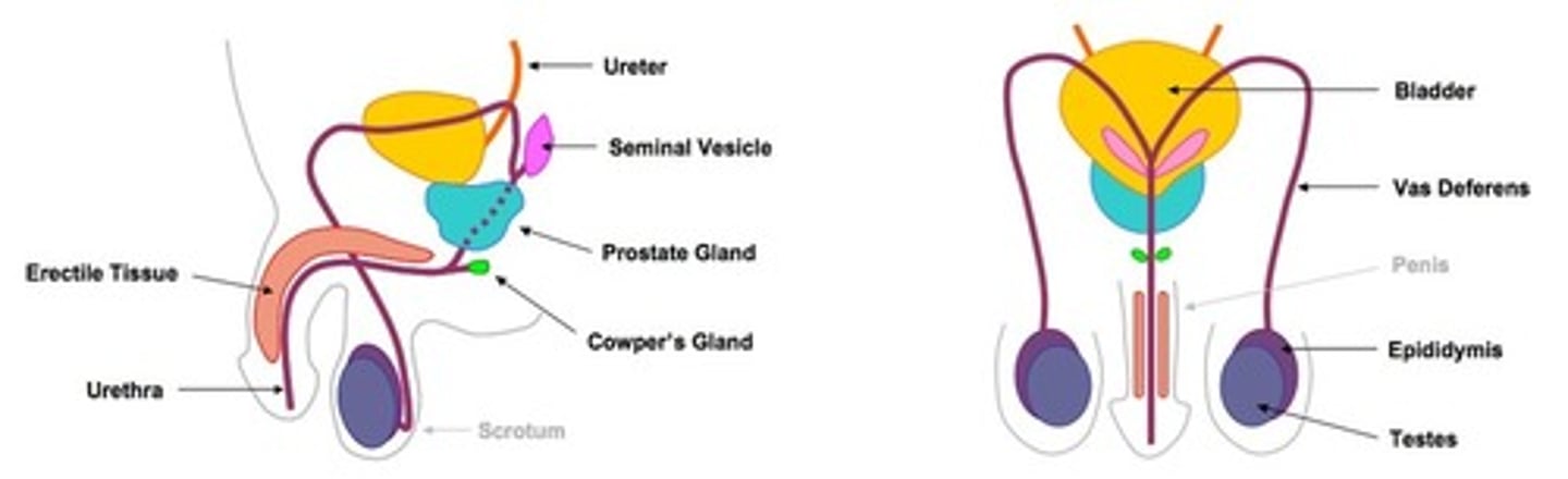 <p>TESTIS → EPIDIDYMIS → VAS DEFERENS → 3 SEMEN PRODUCING GLANDS → URETHRA</p>