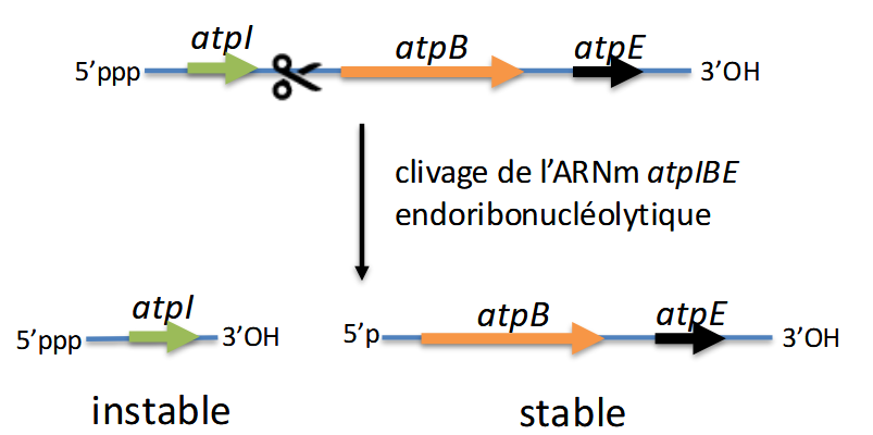 <ul><li><p>Dans un ARNm polycistronique, tous les gènes ne sont pas exprimés de manière équivalente.</p></li><li><p>Le clivage interne de l’ARNm peut :</p><ul><li><p>désactiver une partie (ici atpI → instable),</p></li><li><p>mais stabiliser une autre partie (ici atpB-atpE → stable).</p></li></ul></li></ul><p><span data-name="point_right" data-type="emoji">👉</span> Cela permet une régulation fine de l’expression des différents gènes d’un même opéron.</p>